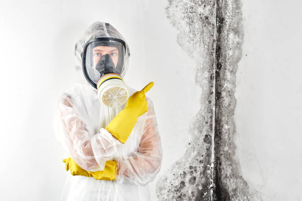 Best Mold Odor Removal Services  in Cool Valley, MO