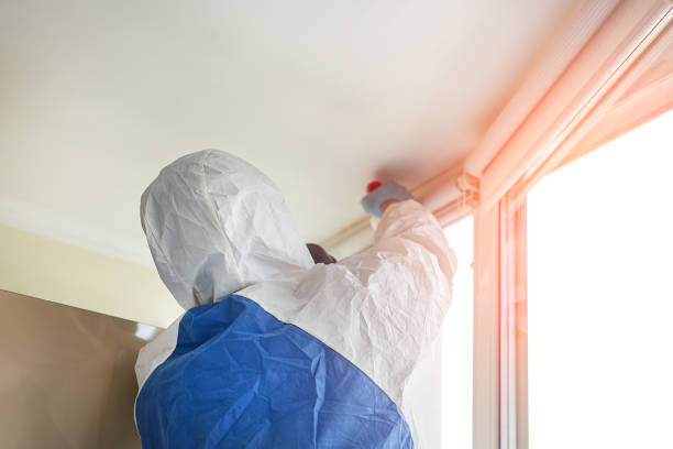 Best Basement Mold Removal  in Cool Valley, MO