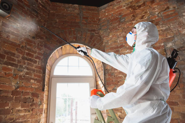  Cool Valley, MO Mold Removal & Remediation Pros