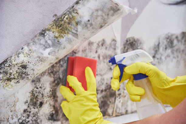 Best Black Mold Removal  in Cool Valley, MO